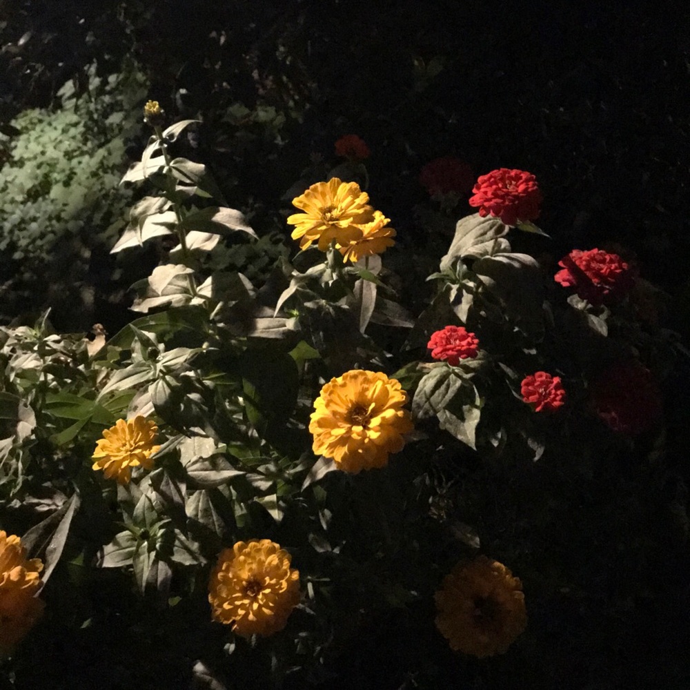 Meet your Posher, Jane